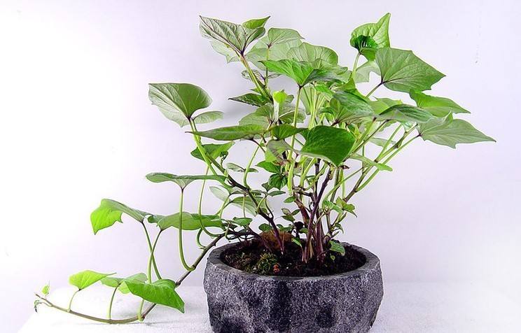 發芽紅薯不要扔,小妙招給你大驚喜 發芽紅薯不要扔,小妙招給你大驚喜