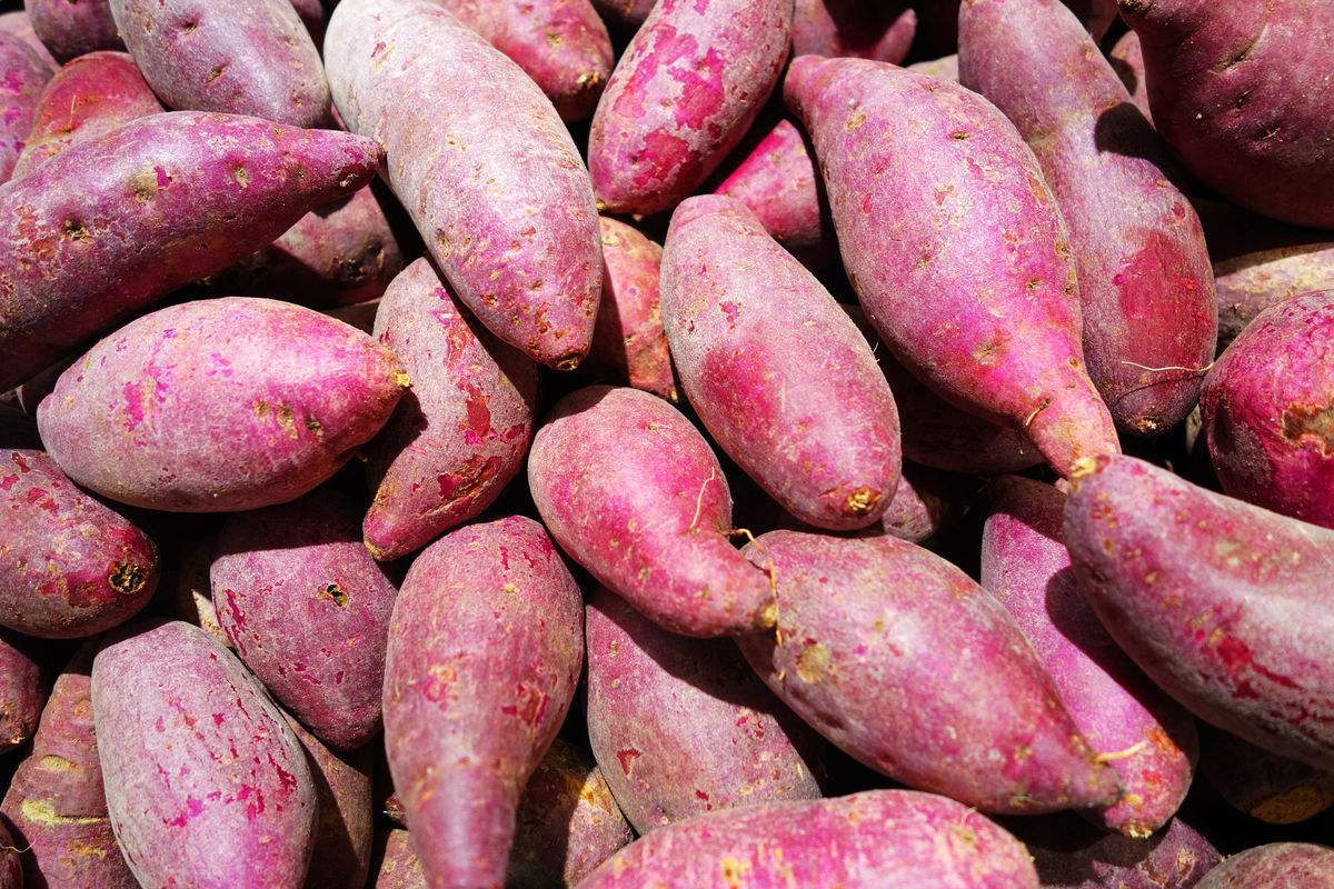 除了性能、產量和價格,選購淀粉設備還有這5點要注意! 除了性能、產量和價格,選購淀粉設備還有這5點要注意!