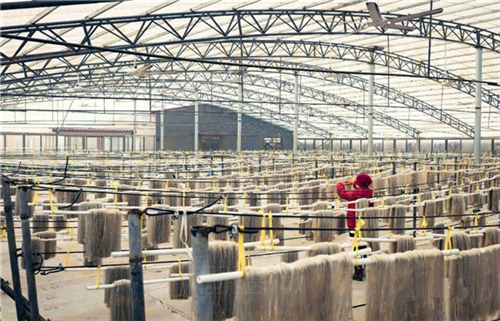 想要開辦一家粉條粉絲加工廠，建議先搞清楚這幾個問題