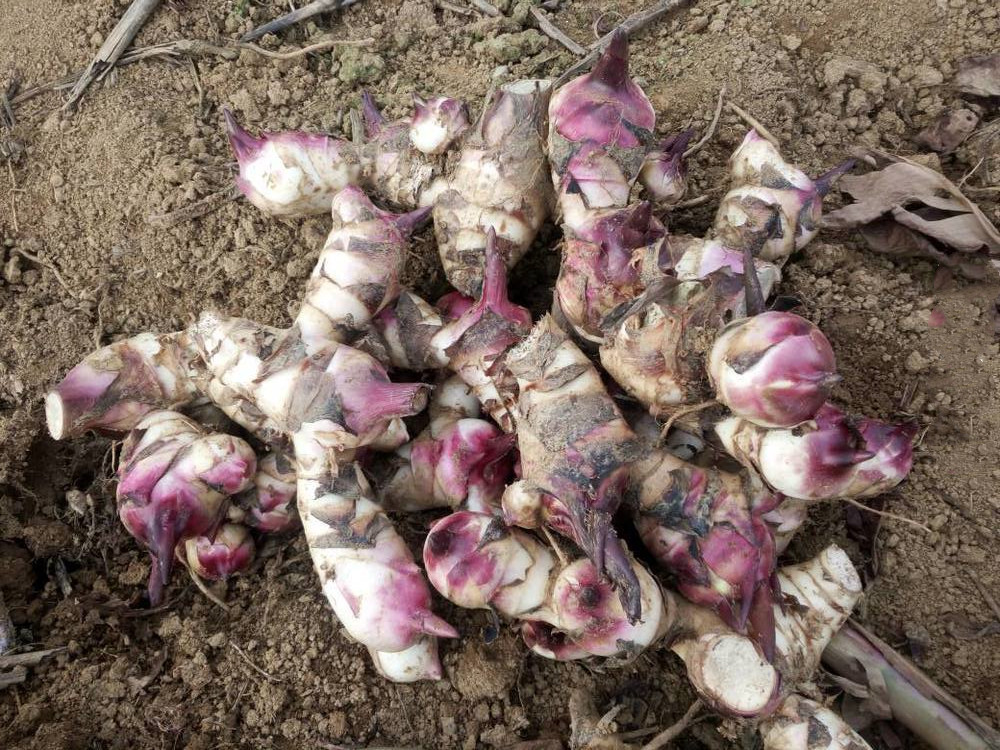 介紹一條芭蕉芋淀粉生產(chǎn)線 介紹一條芭蕉芋淀粉生產(chǎn)線