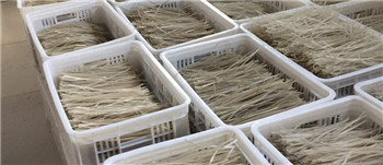 紅薯粉條是怎樣加工出來的?時產4-5噸紅薯粉條加工項目的成本利潤是多少? 紅薯粉條是怎樣加工出來的?時產4-5噸紅薯粉條加工項目的成本利潤是多少?