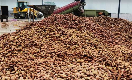 大型紅薯淀粉加工設(shè)備落戶重慶彭水 成功安裝試運(yùn)行 大型紅薯淀粉加工設(shè)備落戶重慶彭水 成功安裝試運(yùn)行