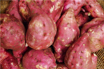 紅薯粉條是怎樣加工出來的?時產4-5噸紅薯粉條加工項目的成本利潤是多少? 紅薯粉條是怎樣加工出來的?時產4-5噸紅薯粉條加工項目的成本利潤是多少?