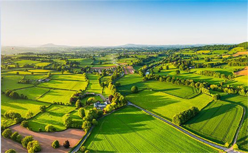 紅薯種植加工業如何搭上鄉村振興政策的便車 紅薯種植加工業如何搭上鄉村振興政策的便車