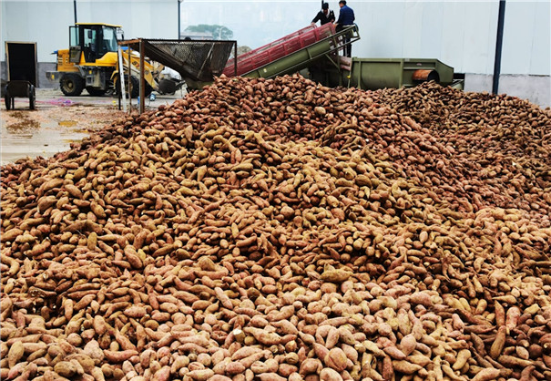 2020年開辦粉條加工廠，買大型紅薯粉絲機(jī)設(shè)備要注意哪幾點(diǎn)，這篇超詳細(xì)！