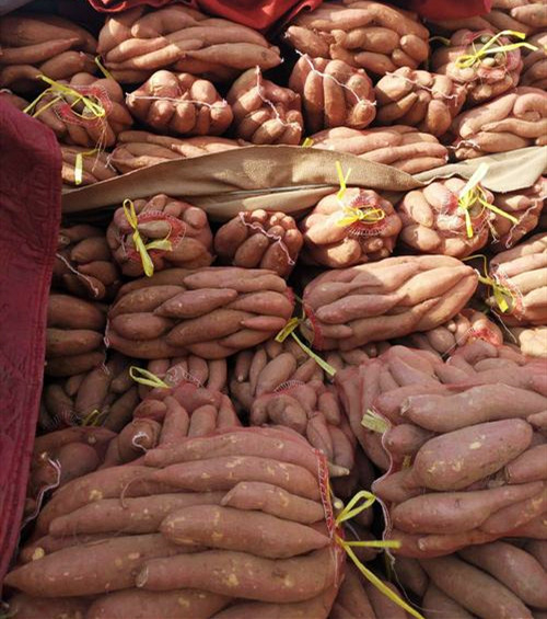 我國(guó)紅薯淀粉加工業(yè)面臨的7大難題 我國(guó)紅薯淀粉加工業(yè)面臨的7大難題