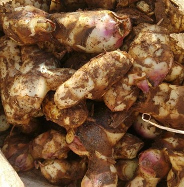 芭蕉芋淀粉加工中幾個難題的解決