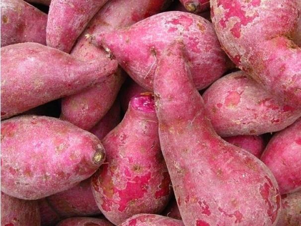 薯類淀粉加工廠、粉條廠生產車間的基礎建設及衛生要求 薯類淀粉加工廠、粉條廠生產車間的基礎建設及衛生要求