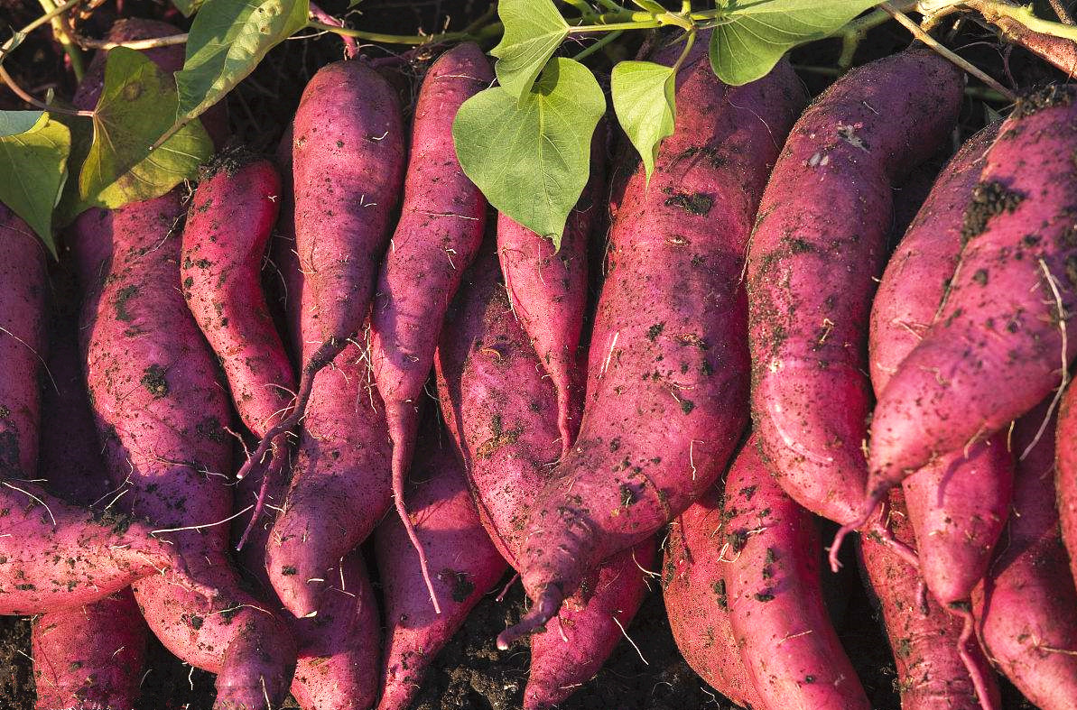 甘薯冬藏的佳選擇，薯農也不知道的防爛窖訣竅！