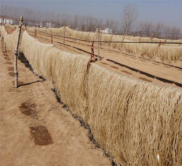 小成本紅薯粉條機(jī)加工不帶烘干,用這種干燥方法要注意哪些地方? 小成本紅薯粉條機(jī)加工不帶烘干,用這種干燥方法要注意哪些地方?