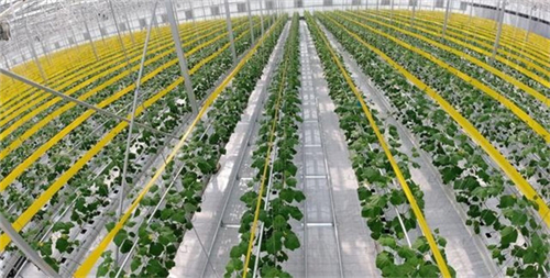 紅薯種植加工業如何搭上鄉村振興政策的便車 紅薯種植加工業如何搭上鄉村振興政策的便車