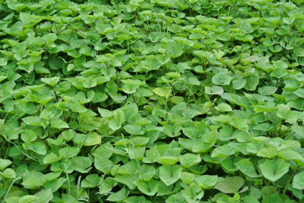 紅薯粉絲粉條加工產(chǎn)業(yè)發(fā)展中普遍存在的問(wèn)題