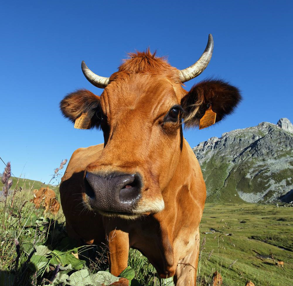 淀粉加工副產物的綜合利用 綠色環保再加工