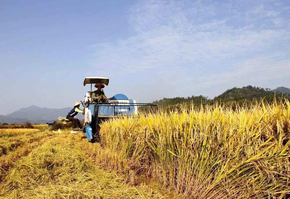 【紅薯淀粉加工業現狀分析】  紅薯淀粉的特性及其應用
