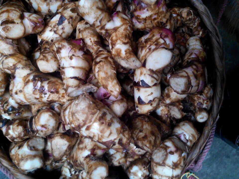 固德威薯業芭蕉芋淀粉加工設備優勢