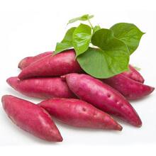 新型紅薯打粉機 提高淀粉提取率 新型紅薯打粉機 提高淀粉提取率