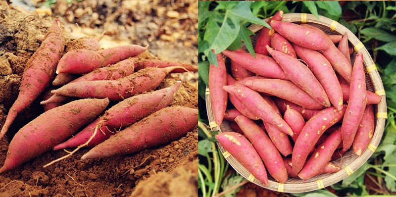 影響紅薯淀粉含量的因素有哪些？