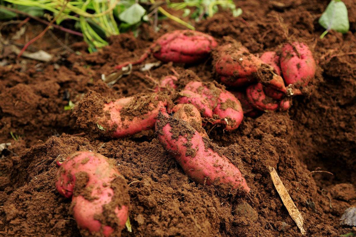 淀粉及淀粉制品雜質過多的原因 淀粉及淀粉制品雜質過多的原因