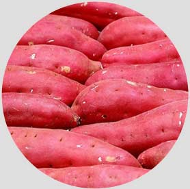 紅薯淀粉成套設備 紅薯淀粉成套設備