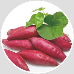 紅薯淀粉成套設備 紅薯淀粉成套設備